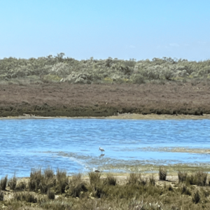 A spoonbill in Vila Real de Santo Antonio - SittingUnderAPalmTree