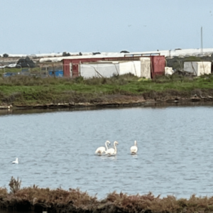 Flamingos at the salt pan in Isla Cristina - SittingUnderAPalmTree