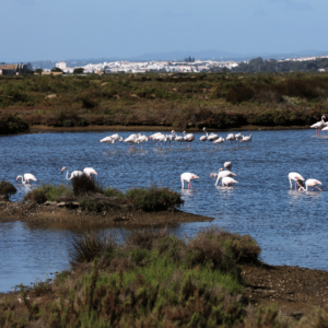 Flamingos in Isla Cristina - Photo: Heidi Kirk Nissen